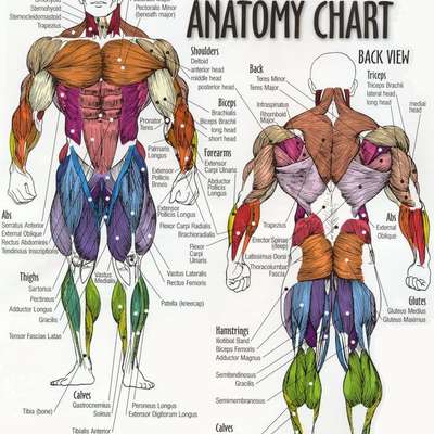 anatomy and physiology games