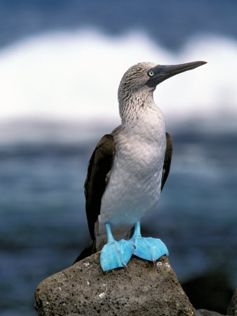 blue footed boobie galapagos
